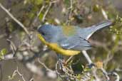 Female Tropical Parula, rio Camaquã, Rio Grande do Sul, Brazil, August 2004 - click for larger image