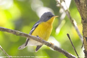 Tropical Parula, Serra de Baturité, Ceará, Brazil, October 2008 - click for larger image