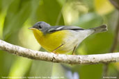 Tropical Parula, Serra de Baturité, Ceará, Brazil, October 2008 - click for larger image