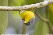 Tropical Parula, Serra de Baturité, Ceará, Brazil, October 2008 - click for larger image