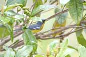 Male Tropical Parula, Linhares, Espírito Santo, Brazil, March 2004 - click for larger image