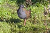 Plumbeous Rail, Caulin, Chiloe, Chile, November 2005 - click for larger image