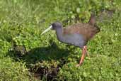 Plumbeous Rail, Caulin, Chiloe, Chile, November 2005 - click for larger image