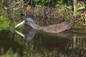 Plumbeous Rail, Caulin, Chiloe, Chile, November 2005 - click for larger image