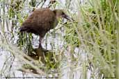 Juvenile Plumbeous Rail, Vichuquén, Chile, November 2005 - click for larger image