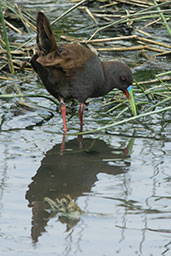 Plumbeous Rail, Eten, Lambayeque, Peru, October 2018 - click for larger image