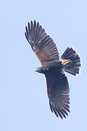 Harris's Hawk, Jaen, Cajamarca, Peru, October 2018 - click for larger image