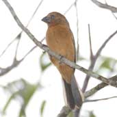 Female Ultramarine Grosbeak, Chapada Diamantina, Bahia, Brazil, July 2002 - click for larger image