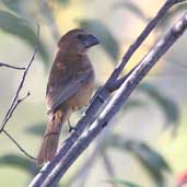 Female Ultramarine Grosbeak, Chapada Diamantina, Bahia, Brazil, July 2002 - click for larger image