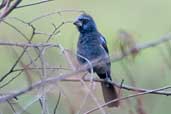 Male Ultramarine Grosbeak, Chapada Diamantina, Bahia, Brazil, March 2004 - click for larger image