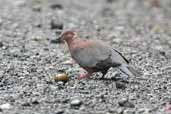 Chilean Pigeon, Puyehue N.P., Chile, November 2005 - click for larger image