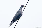 Band-tailed Pigeon, Sierra Nevada de Santa Marta, Magdalena, Colombia, April 2012 - click for larger image