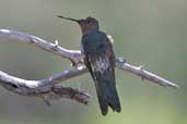 Giant Hummingbird, Cajon del Maipo, Chile, November 2005 - click for larger image