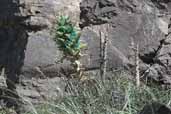 Giant Hummingbird, Cajon del Maipo, Chile, November 2005 - click for larger image