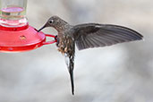 Giant Hummingbird, Antisana Reserve, Napo, Ecuador, November 2019 - click for larger image