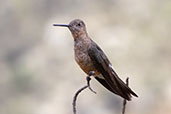Giant Hummingbird, Antisana Reserve, Napo, Ecuador, November 2019 - click for larger image