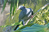 White-crowned Pigeon, Roatan, Bay Islands, Honduras, March 2015 - click on image for a larger view