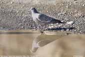 Spot-winged Pigeon, Putre, Chile, February 2007 - click for larger image