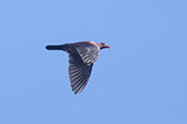 Peruvian Pigeon, Jaen, Cajamarca, Peru, October 2018 - click for larger image
