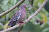 Picazuro Pigeon, Aguas de São Pedro, São Paulo, Brazil, November 2008 - click for larger image