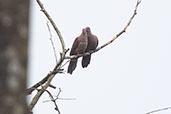 Ruddy Pigeon, Rio Silanche, Pichincha, Ecuador, November 2019 - click for larger image