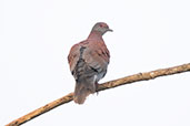 Pale-vented Pigeon, Sani Lodge, Sucumbios, Ecuador, November 2019 - click for larger image