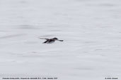 Common Diving-petrel, Pan de Azucar N. P., Chile, January 2007 - click for larger image