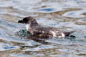 Common Diving-petrel, Pan de Azucar N. P., Chile, January 2007 - click for larger image