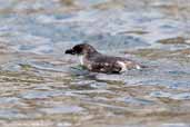 Common Diving-petrel, Pan de Azucar N. P., Chile, January 2007 - click for larger image