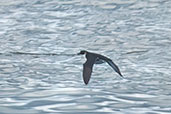 Magellanic Diving-petrel, Chiloe Ferry, Chile, November 2005 - click for larger image