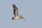 juvenile Brown Pelican, Playa Larga, Cuba, February 2005 - click on image for a larger view