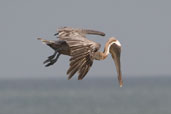 breeding Brown Pelican, Cayo Coco, Cuba, February 2005 - click on image for a larger view