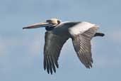 Peruvian Pelican, Chiloe, Chile, November 2005 - click for larger image