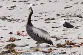 Peruvian Pelican, Pinguino de Humboldt, R.N., Chile, January 2007 - click for larger image