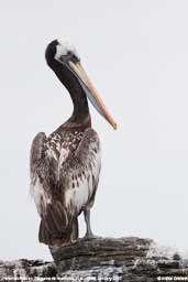 Peruvian Pelican, Pinguino de Humboldt, R.N., Chile, January 2007 - click for larger image