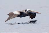 Peruvian Pelican, Pan de Azucar, P. N., Chile, January 2007 - click for larger image