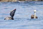 Peruvian Pelican, Pan de Azucar, P. N., Chile, January 2007 - click for larger image