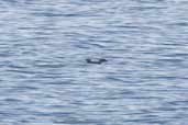 Common Diving-petrel, Chiloe Ferry, Chile, November 2005 - click for larger image