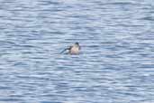 Common Diving-petrel, Chiloe Ferry, Chile, November 2005 - click for larger image