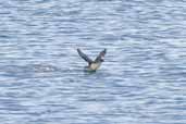 Common Diving-petrel, Chiloe Ferry, Chile, November 2005 - click for larger image