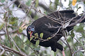 White-winged Guan, Chaparri, Lambayeque, Peru, October 2018 - click for larger image