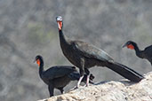 White-winged Guan, Chaparri, Lambayeque, Peru, October 2018 - click for larger image