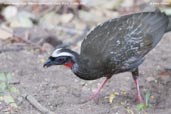 White-browed Guan, Mãe-da-Lua Reserve, Ceará, Brazil, October 2008 - click for larger image