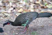 White-browed Guan, Mãe-da-Lua Reserve, Ceará, Brazil, October 2008 - click for larger image