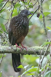 Andean Guan, Huembo Reserve, Amazonas, Peru, October 2018 - click for larger image