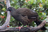 Andean Guan, Yanacocha, Pichincha, Ecuador, November 2019 - click for larger image