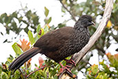 Andean Guan, Yanacocha, Pichincha, Ecuador, November 2019 - click for larger image