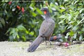 Dusky-legged Guan, Itatiaia, Rio de Janeiro, Brazil, November 2008 - click for larger image