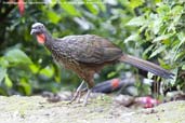 Dusky-legged Guan, Itatiaia, Rio de Janeiro, Brazil, November 2008 - click for larger image