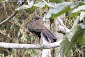 Dusky-legged Guan, Itatiaia, Rio de Janeiro, Brazil, November 2008 - click for larger image